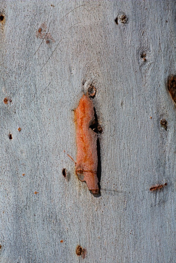 Eucalyptus Bark Art by Joy Watson